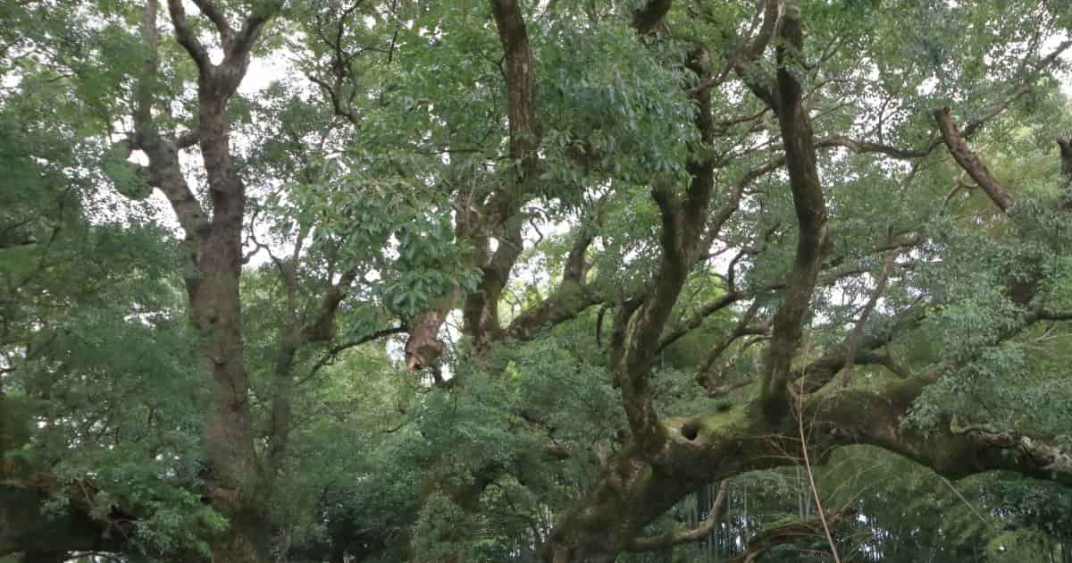 鹿児島県日置市