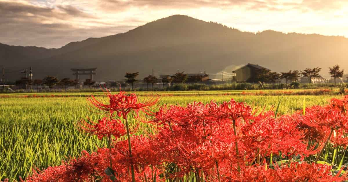 奈良県桜井市の魅力とは？桜井市の移住で知っておきたい支援制度